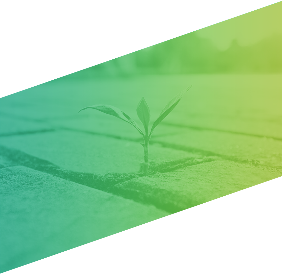 Small plant growing on cracked street